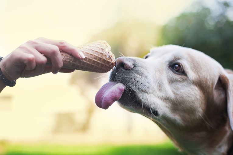 VIDEO Ovi psi obožavaju sladoled i znaju kako doći do njega