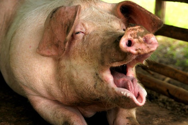 Danske svinje su tempirana bakterijska bomba, a izvoze ih diljem Europe
