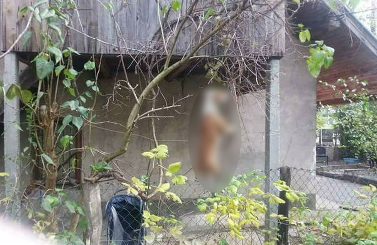 UZNEMIRUJUĆA FOTOGRAFIJA Monstrum u Sarajevu objesio psa