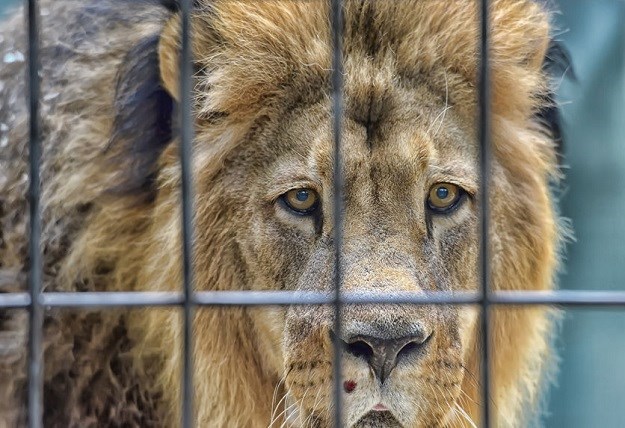 Ustrijeljen lav koji je pobjegao iz zoo-a u Leipzigu