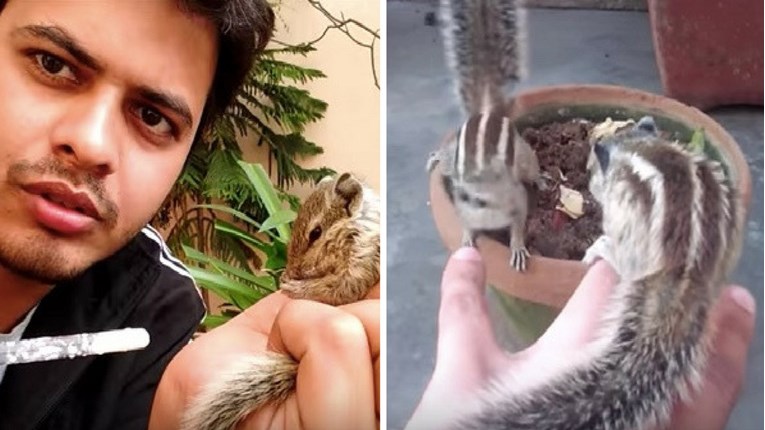 VIDEO Spasio je malu vjevericu ispalu iz gnijezda, a poslije se dogodilo nešto nevjerojatno