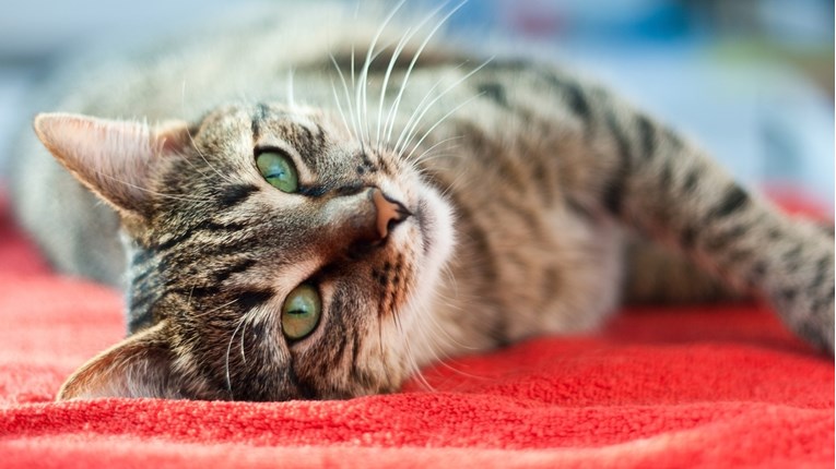 Znate li zašto mačke masiraju?