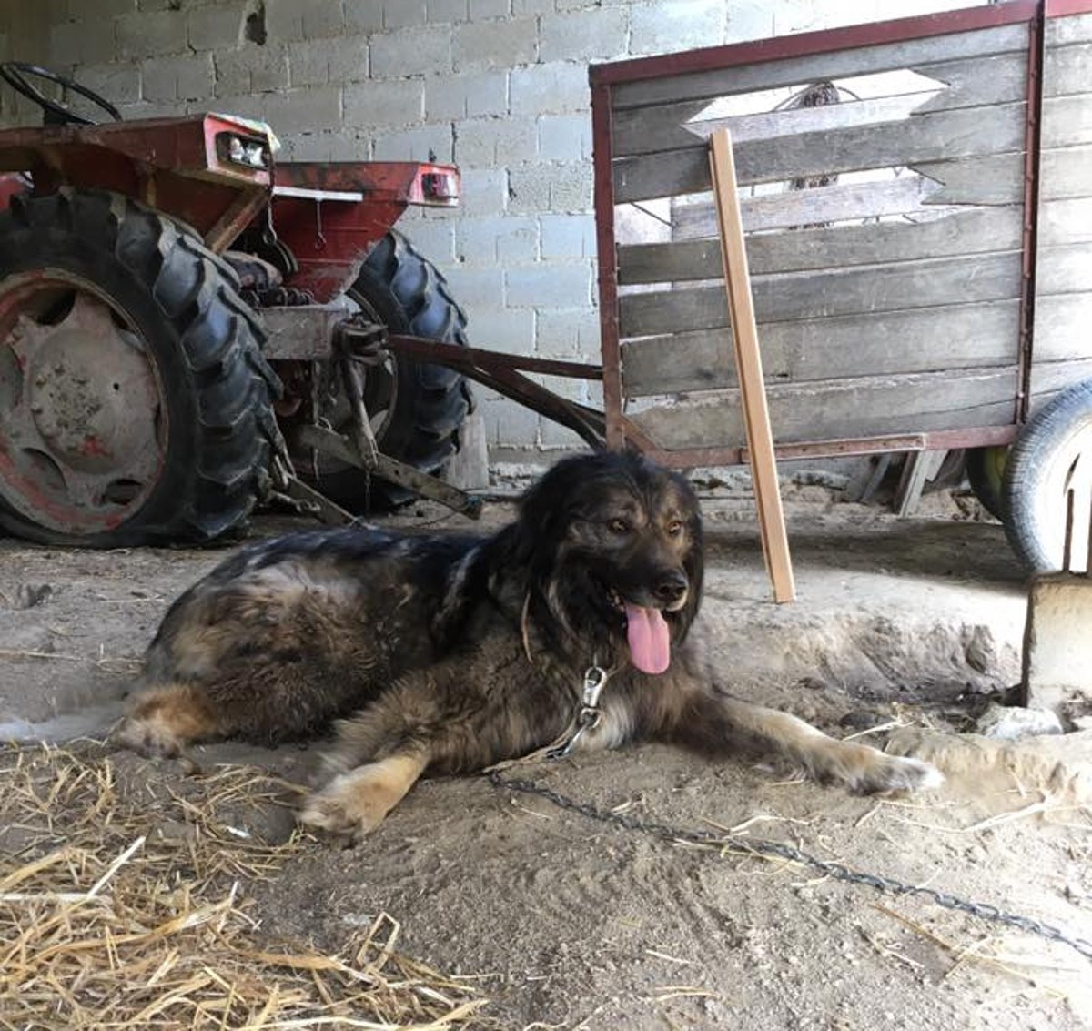 Pas Medo još uvijek nije pronašao dom i treba vašu pomoć