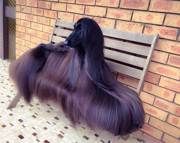 Ovo je najljepši pas na svijetu i ima frizuru na koju ćete biti jako ljubomorni