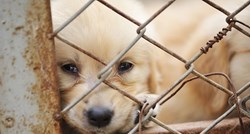 Hrvatska uvodi kazne za seks za životinjama i držanje pasa u boksevima