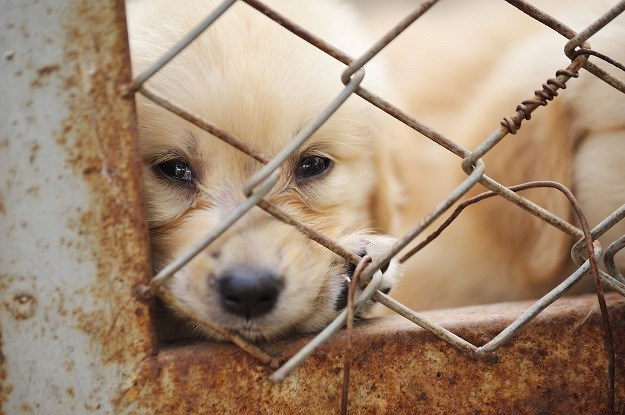 Hrvatska uvodi kazne za seks za životinjama i držanje pasa u boksevima