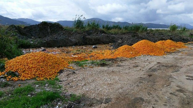 FOTO Fejsom se širi fotografija planina bačenih mandarina kod Opuzena, građani zgroženi