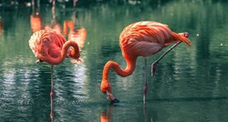 Trojica školaraca kamenovala i na smrt pretukla flaminga u zoološkom vrtu