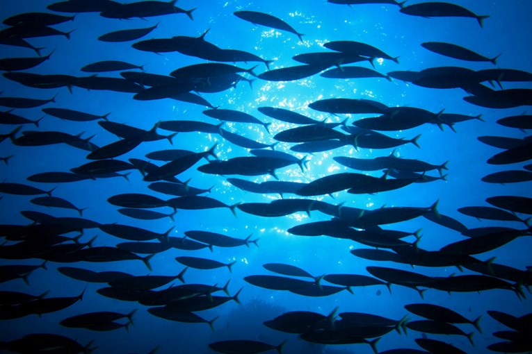 Razina kisika u oceanima pala za 2 posto: Hoće li morski život pomrijeti?
