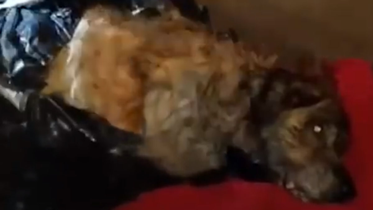 VIDEO Ovog psa je netko ostavio u vreći za smeće usred šume, no ipak je imao sreće
