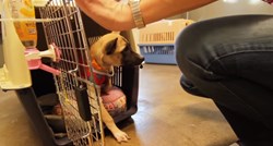 VIDEO Nakon 17 sati provedenih u kavezu, ova je kujica konačno upoznala svoju novu obitelj
