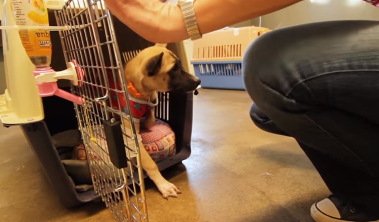 VIDEO Nakon 17 sati provedenih u kavezu, ova je kujica konačno upoznala svoju novu obitelj