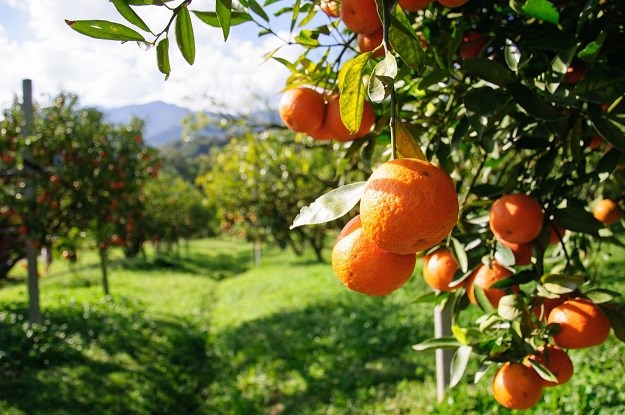 Nema tko pobrati mandarine na jugu Dalmacije, fali 150 sezonskih radnika