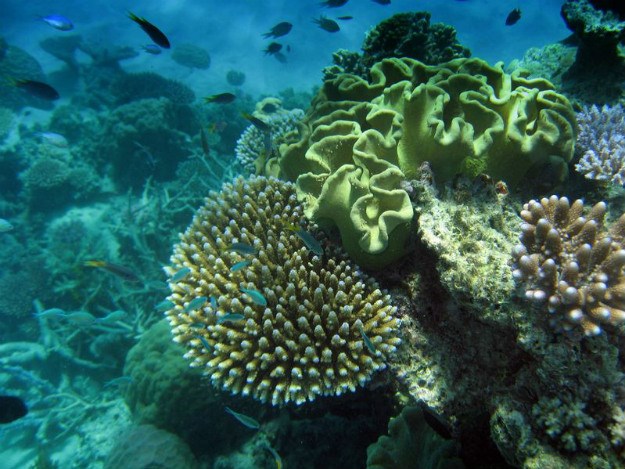 NUŽNE HITNE MJERE Veliki koraljni greben u većoj opasnosti no što se mislilo