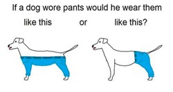 Nova modna zagonetka koja zabavlja internet: Kako bi pas trebao nositi hlače?
