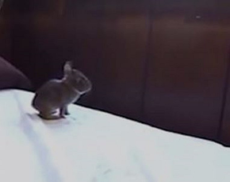 VIDEO Slatki zec htio je skočiti s kreveta na prozor, morate vidjeti taj epski skok