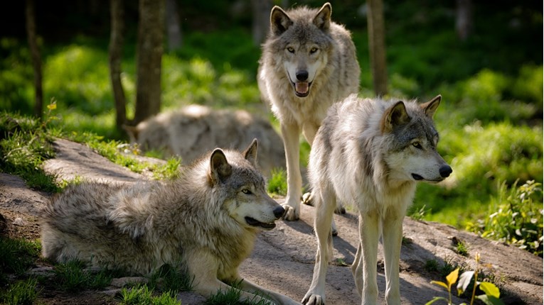 14 vukova je pušteno u park, no nitko nije znao što će se desiti
