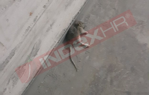 FOTO U podrumu splitske bolnice hrpa smeća i mrtvi štakori