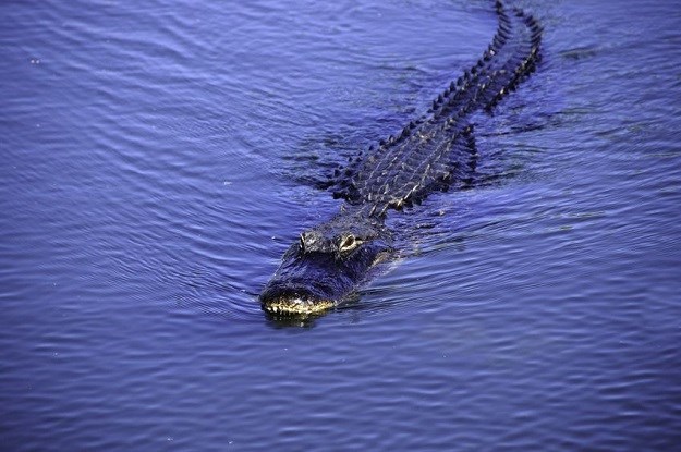 VIDEO Turisti  na Floridi izazivaju aligatora, a na Aljasci kozu natjerali da skoči u smrt