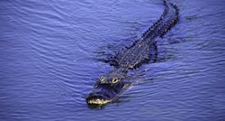 VIDEO Turisti  na Floridi izazivaju aligatora, a na Aljasci kozu natjerali da skoči u smrt