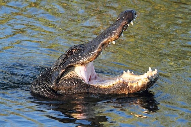 VIDEO Ovakav aligator ne viđa se svaki dan: Od krvavih odrezaka njemu su draži čips i pizza