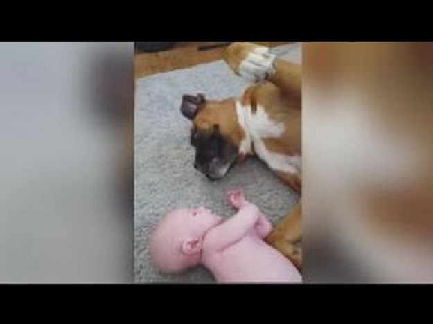 Pogledajte kako je jednomjesečna beba iznenadila  psa