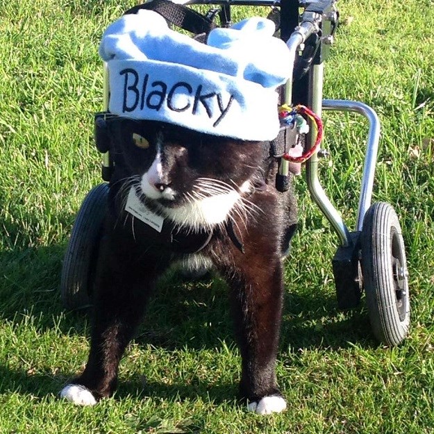 VIDEO Mačak Blacky je dokaz da nikad ne treba odustajati