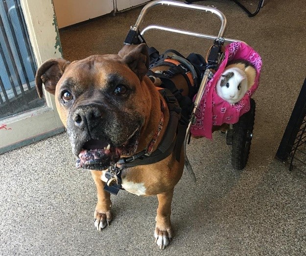 Gdje god ide pas u invalidskim kolicima sa sobom vozi prijatelja zamorca!
