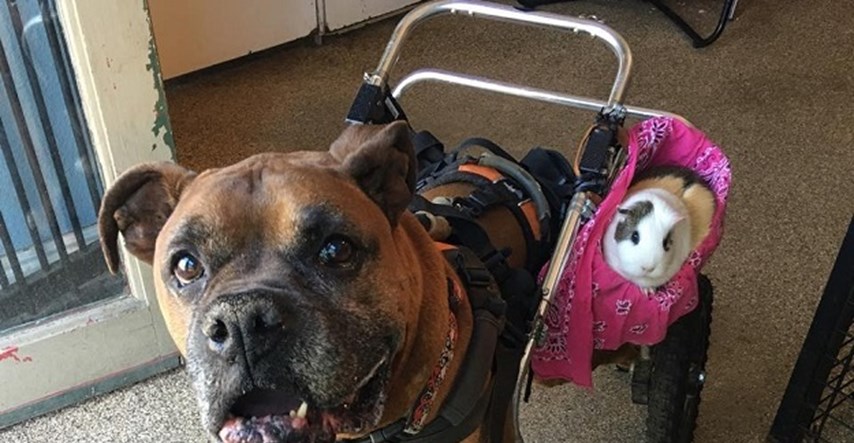 Gdje god ide pas u invalidskim kolicima sa sobom vozi prijatelja zamorca!