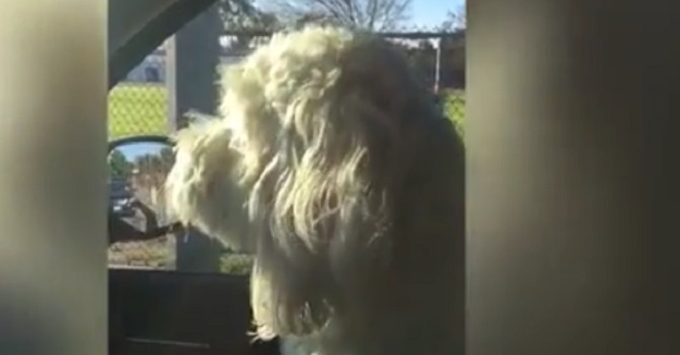 VIDEO Svaki put kad njezine prijateljice idu u školu Daisy ih ispraća plačem
