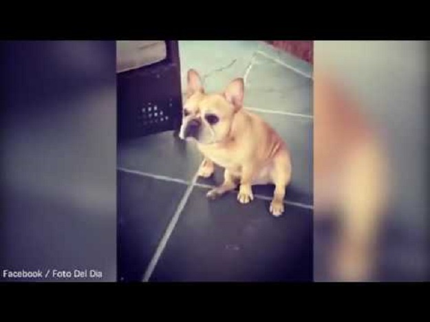 VIDEO U ritmu muzike za ples: Pas pleše i miksa kao pravi DJ