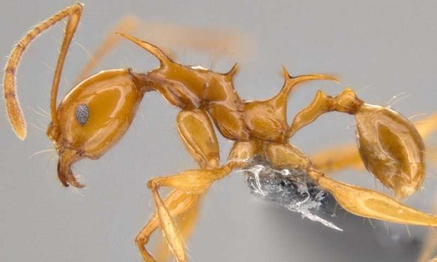 VIDEO Nove vrste mrava: Uspoređuju ih sa zmajevima iz Igara prijestolja!