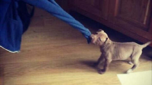 Save Hank: To što se dogodilo vlasnicima ovog psa ne želimo da se dogodi nikome!