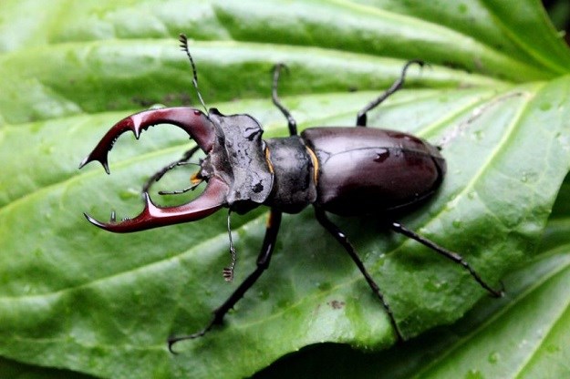 Jeste li ih vidjeli? Nalaznike očekuje nagrada