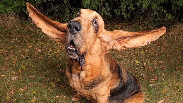 VIDEO Guinnessovi rekorderi: Predstavljamo pse s najdužim ušima