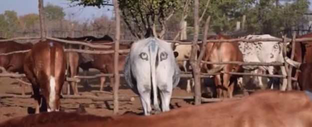 Da čovjek ne povjeruje zašto oni  kravama na stražnjicama crtaju oči
