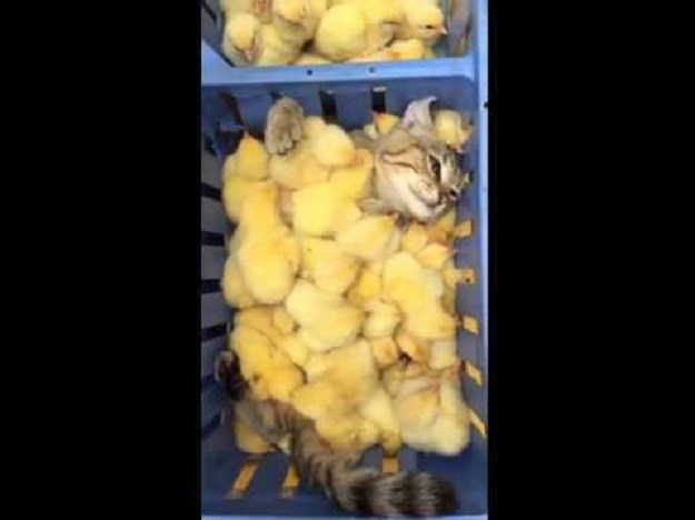 Video "pileće masaže" novi je hit na internetu! Lajkalo ga je 290 tisuća ljudi