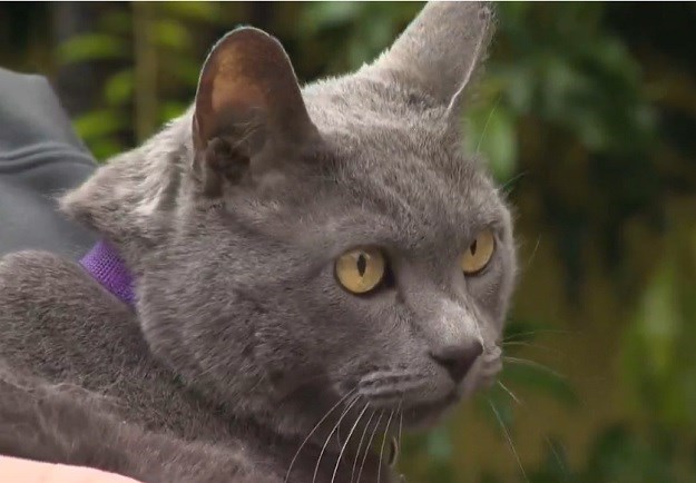 Čuda su moguća: Vlasnici nakon 11 godina spojeni s izgubljenom macom!