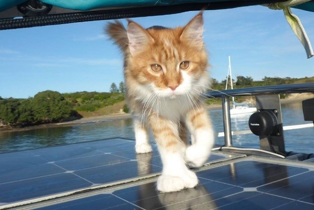 Gluhom mornaru koji se sprema oploviti svijet pomaže prijatelj - mačak Skatty!