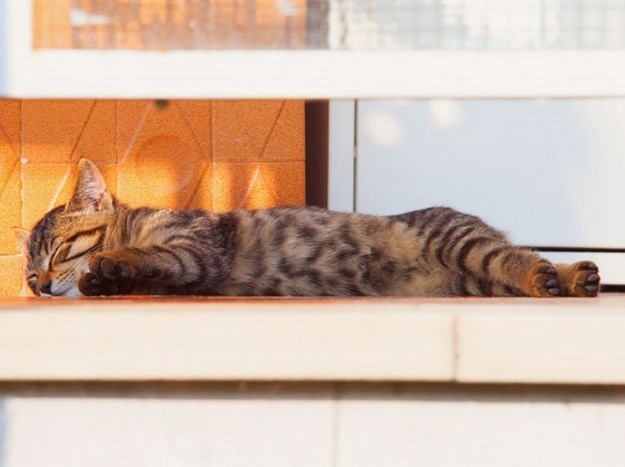 Vaša mačka voli odmarati na balkonu? Stručnjaci savjetuju oprez