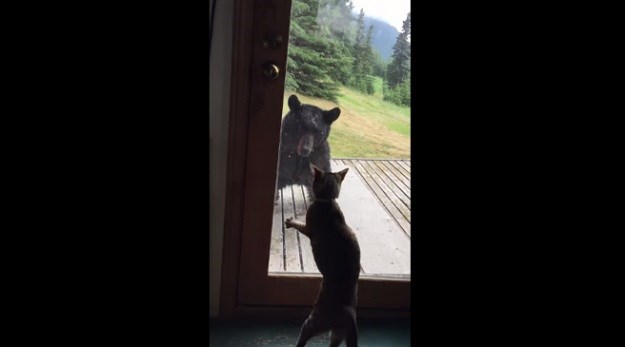 VIDEO Hrabra maca obranila dom od velikog medvjeda