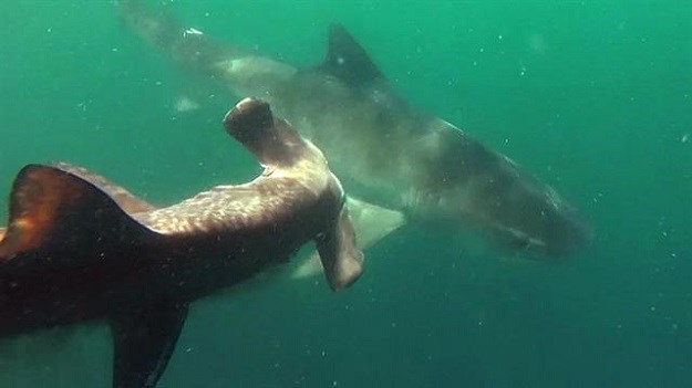 VIDEO Snimio  smrtonosni susret: Pogledajte obračun dva morska psa