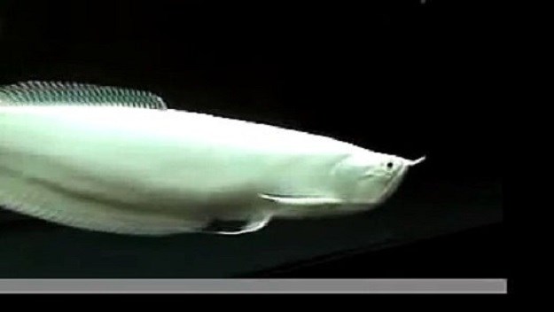 Ovo je najskuplja akvarijska ribica na svijetu: Cijena? Prava "sitnica"