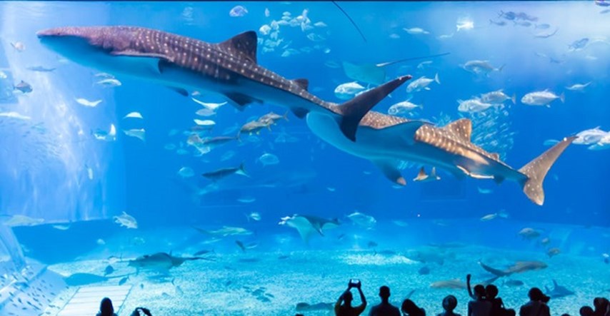 Top 5 najljepših akvarija na svijetu: Koji je vaš favorit?