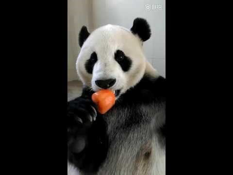 Preslatka panda koja liže sladoled pravo je ljetno osvježenje