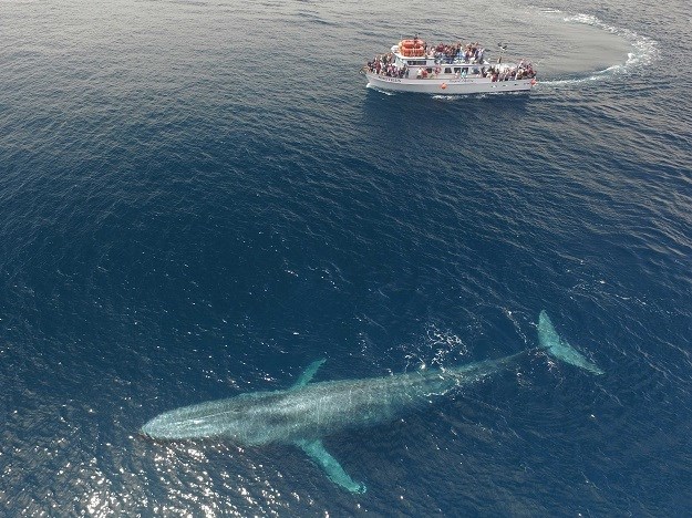 Najveća na svijetu: Usporedba s turističkim brodom pokazuje o kako impresivnoj životinji se radi!