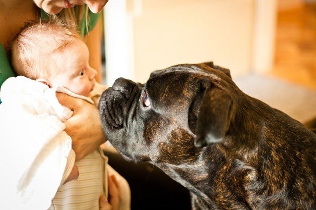 Ovo nije slatko niti smiješno: Zbog ovakvih stvari psi napadaju djecu!