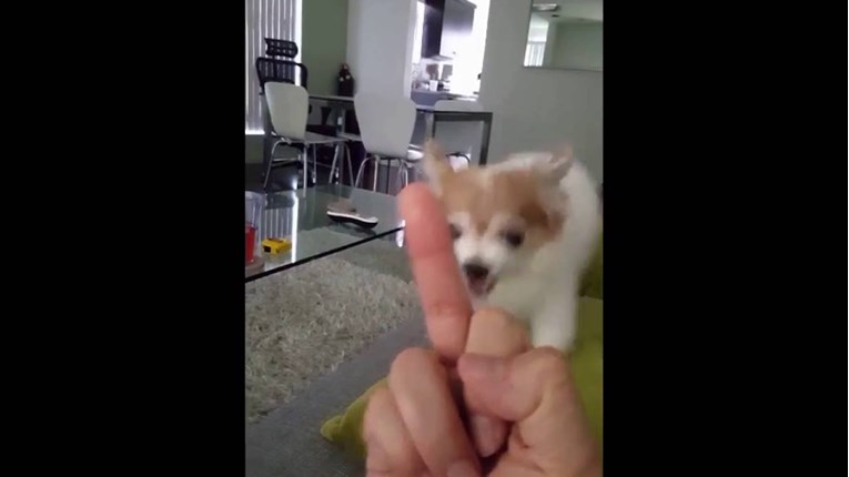 S njim nema šale: Pogledajte kako psić reagira na srednji prst!