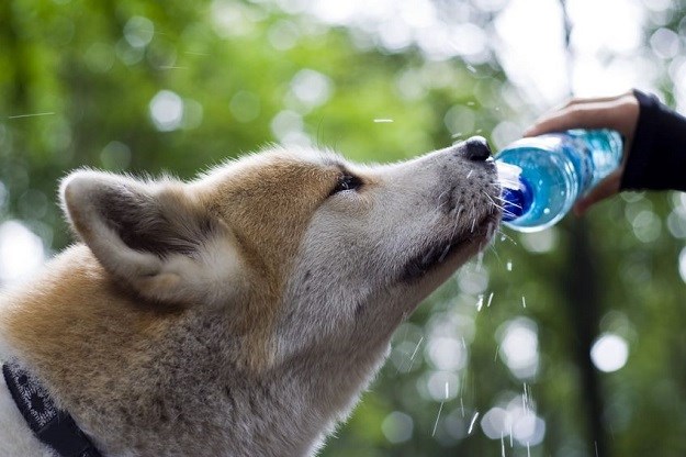 Pogledajte kako je pas zahvalio djevojci koja mu je dala vode