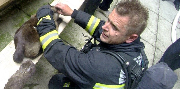 Pogledajte kako zagrebački vatrogasci iz požara spašavaju mačku
